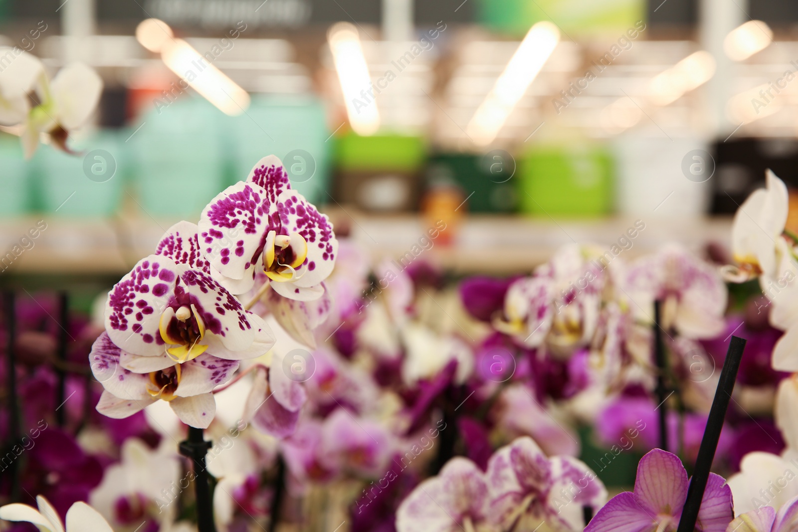 Photo of Beautiful orchid flowers at floral shop, closeup