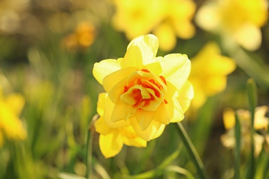 Photo of Closeup view of beautiful fresh daffodil on field, space for text. Blooming spring flowers