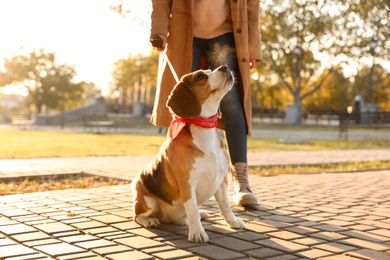 Woman walking her cute Beagle dog in autumn park, closeup