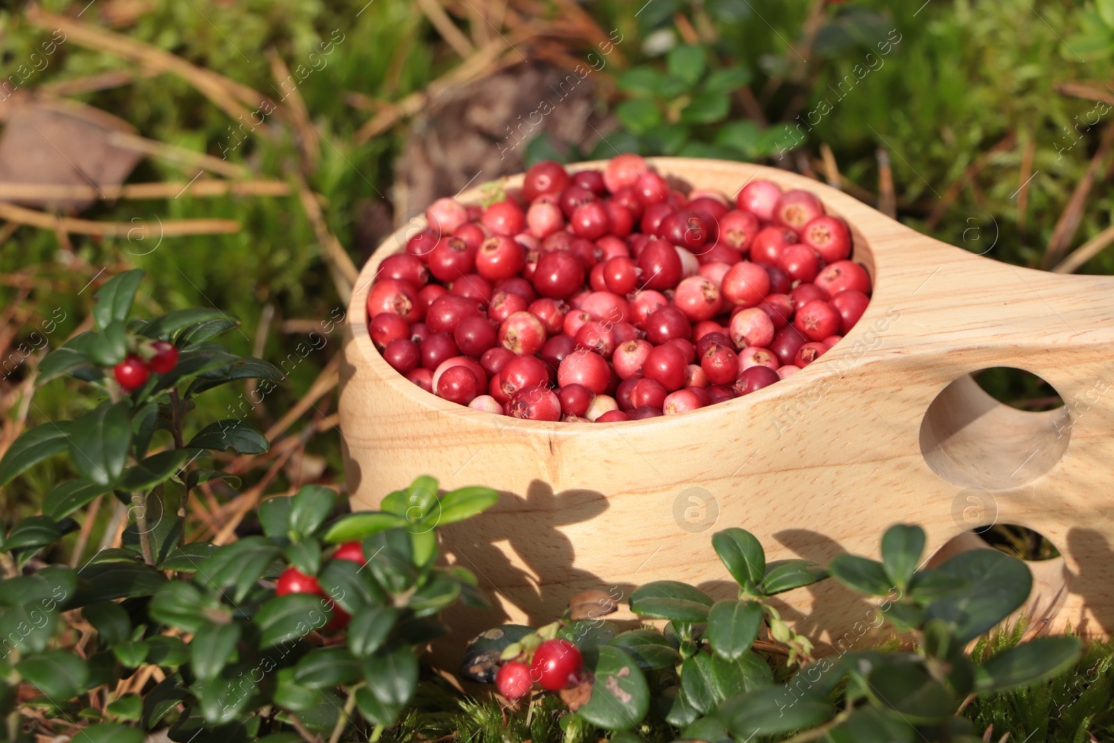 Photo of Many ripe lingonberries in wooden cup outdoors, closeup