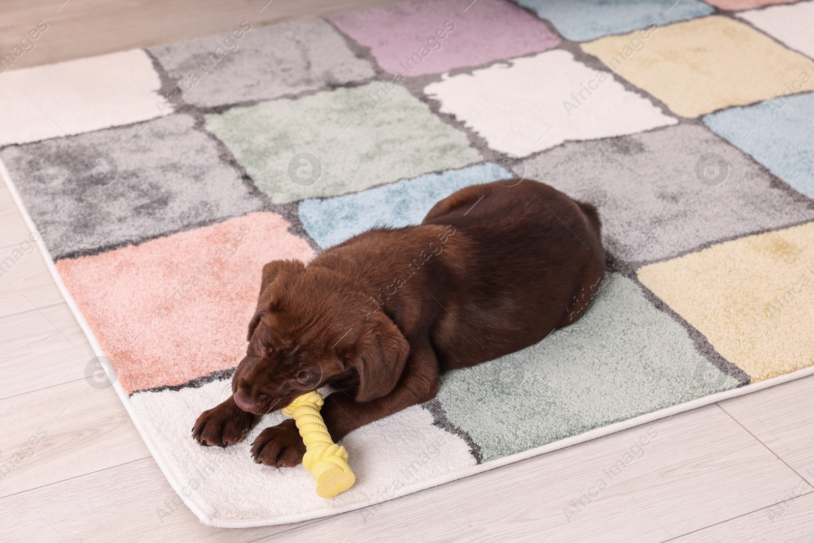 Photo of Cute chocolate Labrador Retriever puppy gnawing bone dog toy on rug indoors. Lovely pet