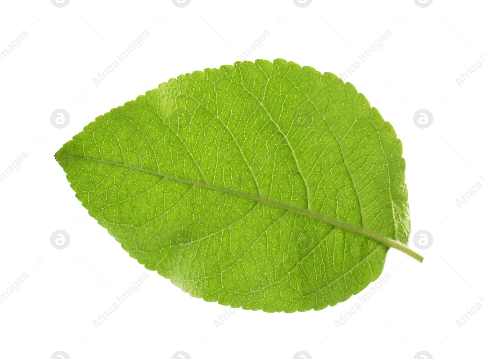 Photo of Green leaf of apple tree isolated on white