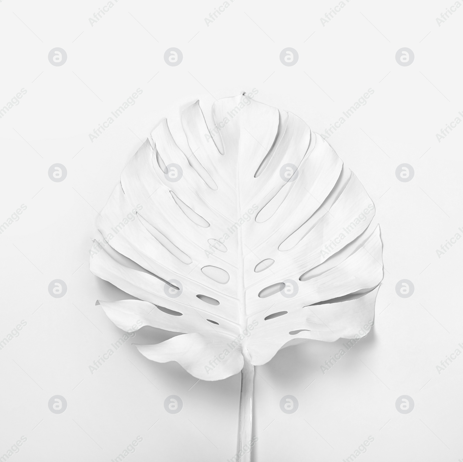 Photo of Painted tropical Monstera leaf on white background, top view