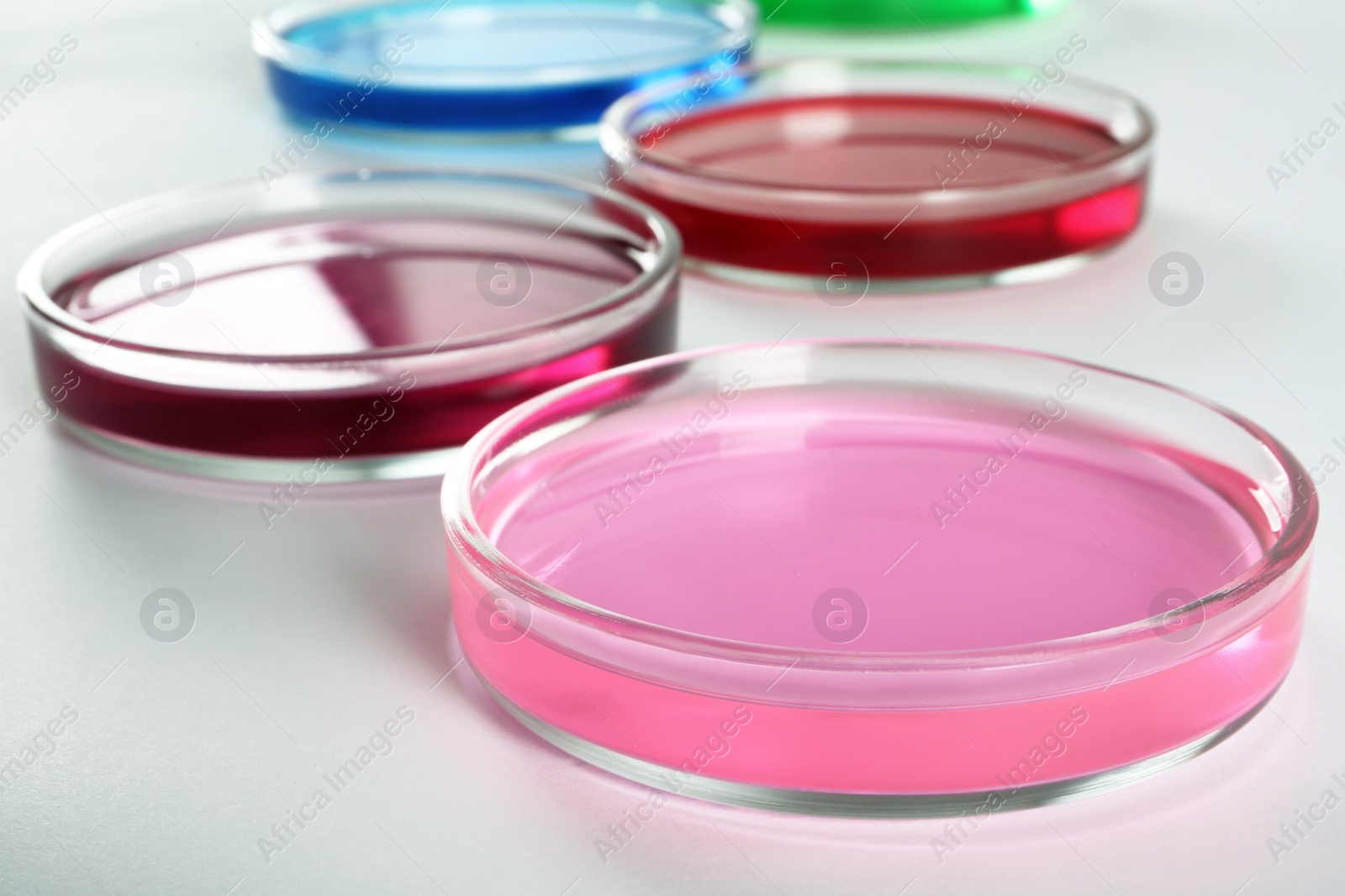 Photo of Petri dishes with colorful liquids on white background, closeup