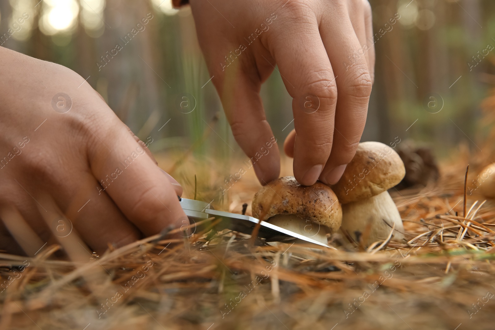 Photo of Man cutting porcini mushroom with knife in forest, closeup