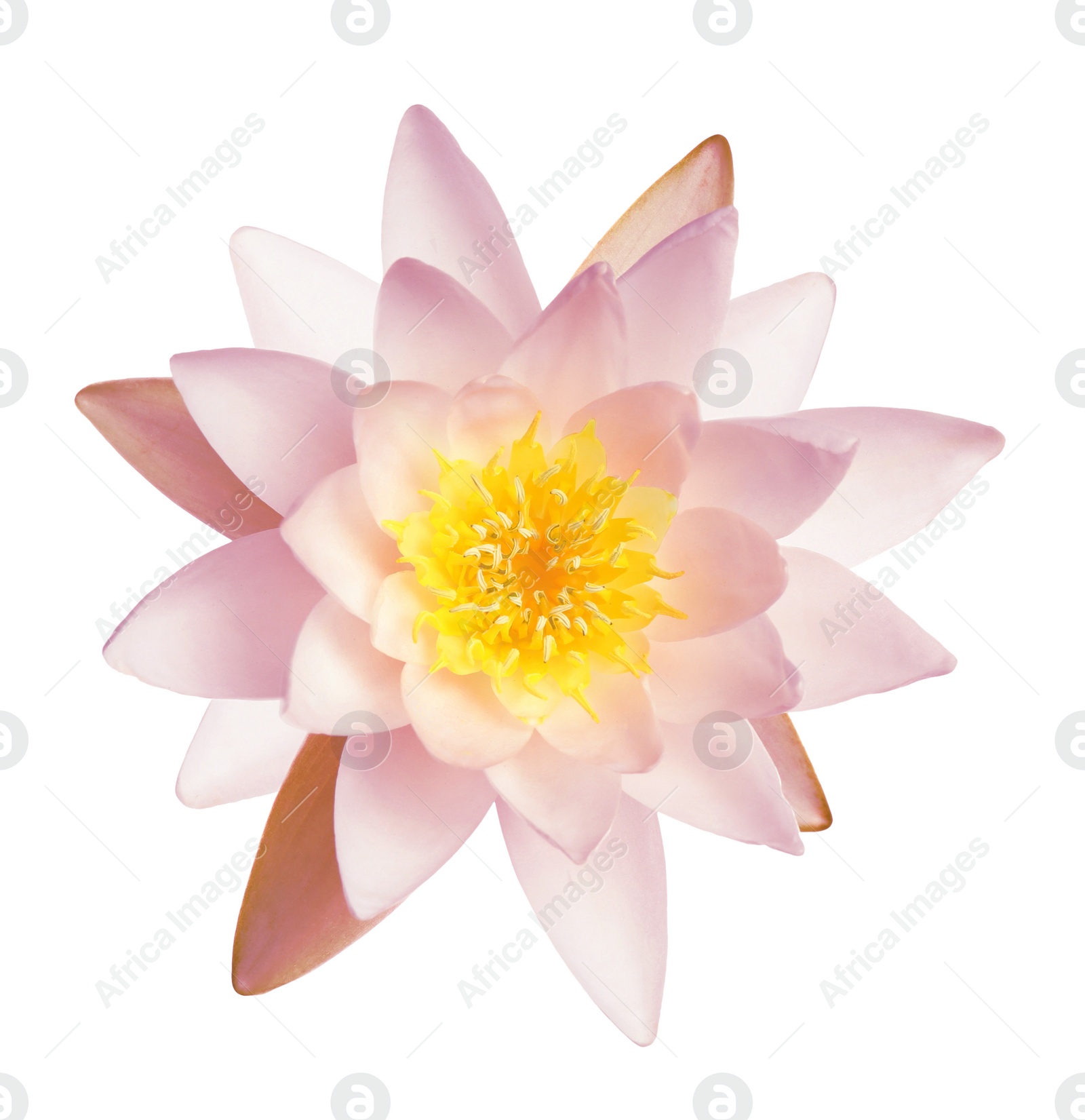 Image of Beautiful pink lotus flower isolated on white