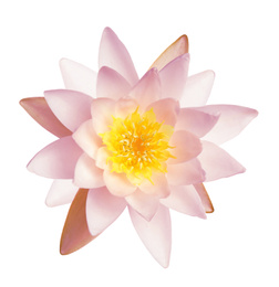 Image of Beautiful pink lotus flower isolated on white