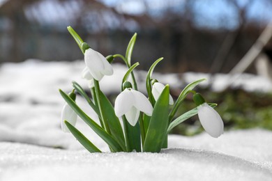 Photo of Beautiful blooming snowdrops growing in snow outdoors. Spring flowers