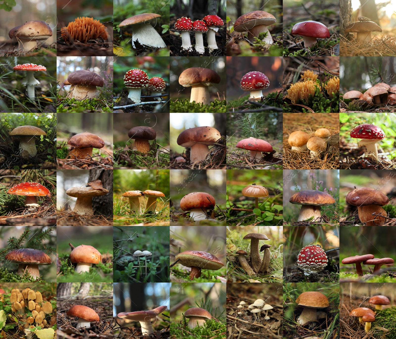 Image of Collage with photos of different wild mushrooms in forest