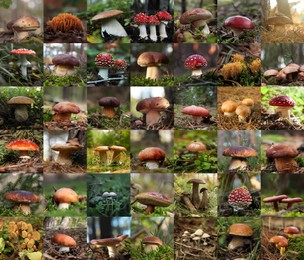 Collage with photos of different wild mushrooms in forest