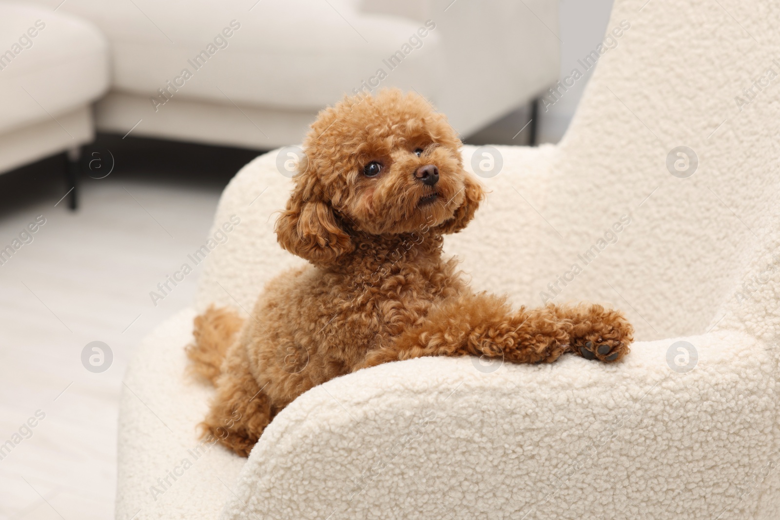 Photo of Cute Maltipoo dog resting on armchair at home. Lovely pet