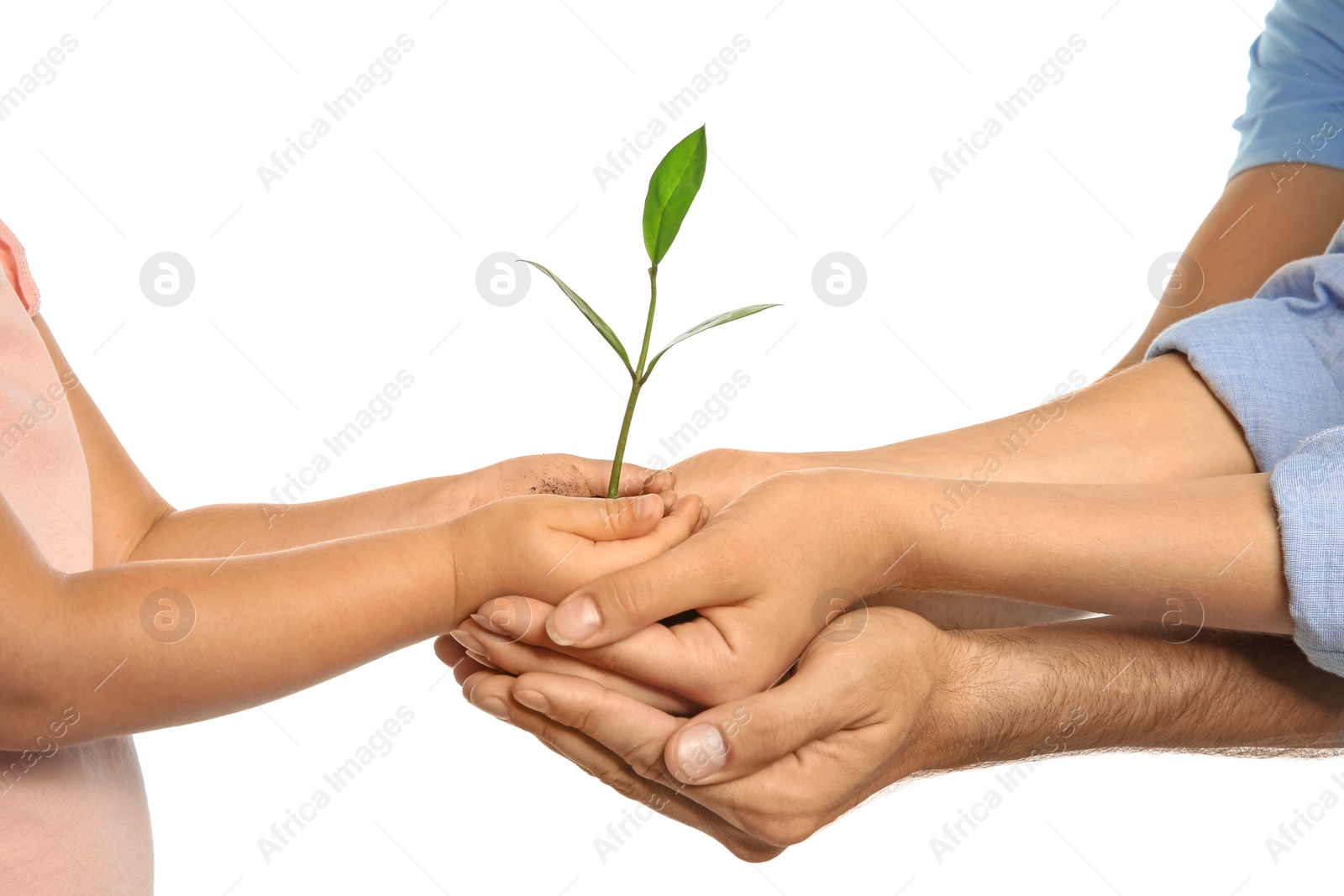 Photo of Family holding soil with green plant in hands on white background