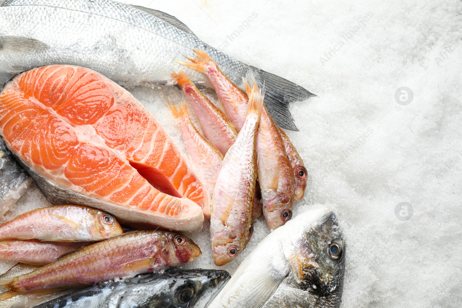 Photo of Fresh fish and seafood on ice, flat lay