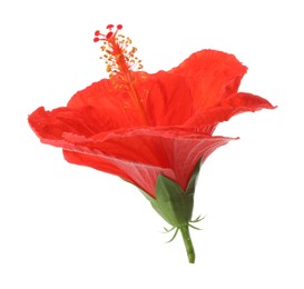 Photo of Beautiful red hibiscus flower isolated on white