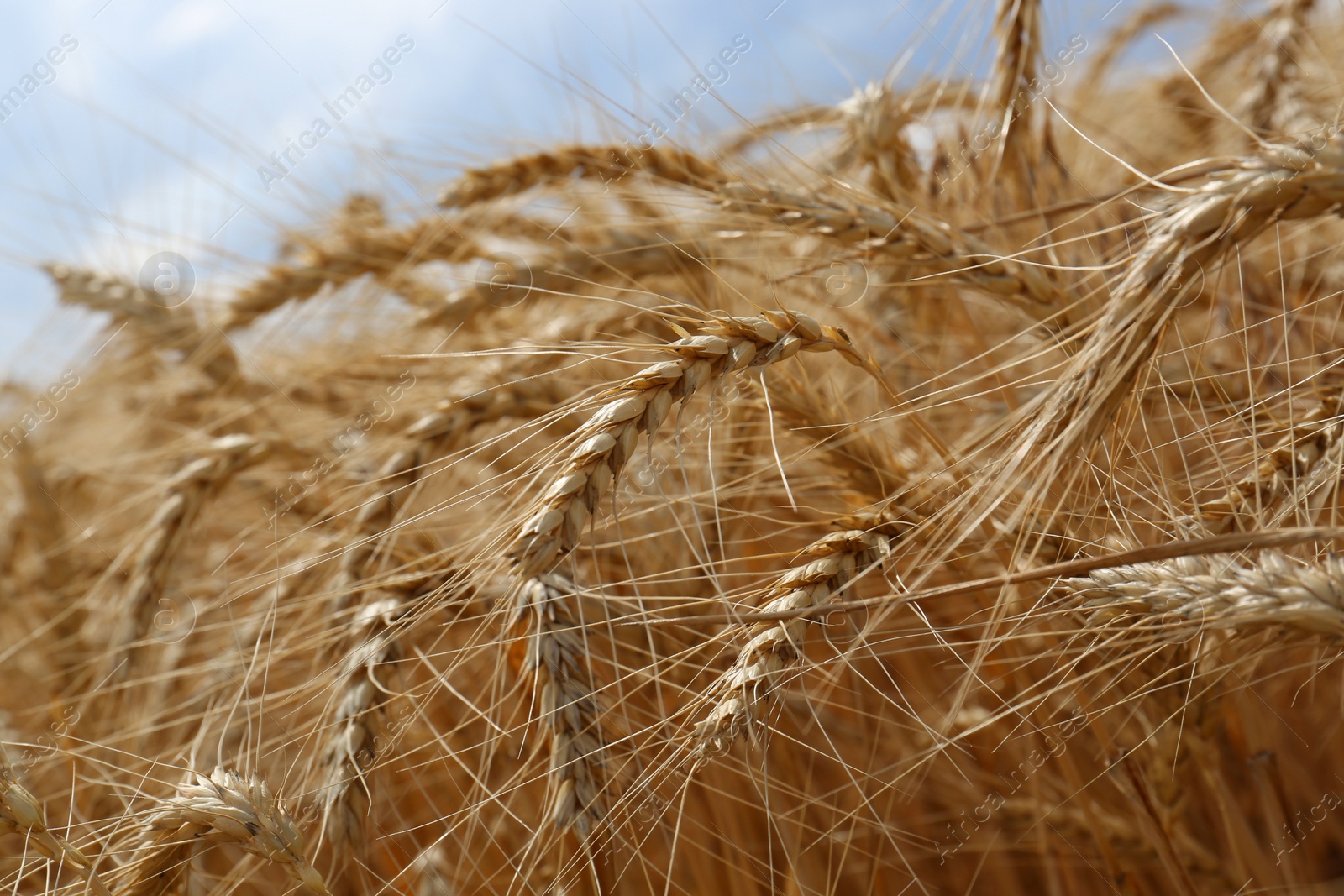 Photo of Ripe wheat spikes in agricultural field, closeup