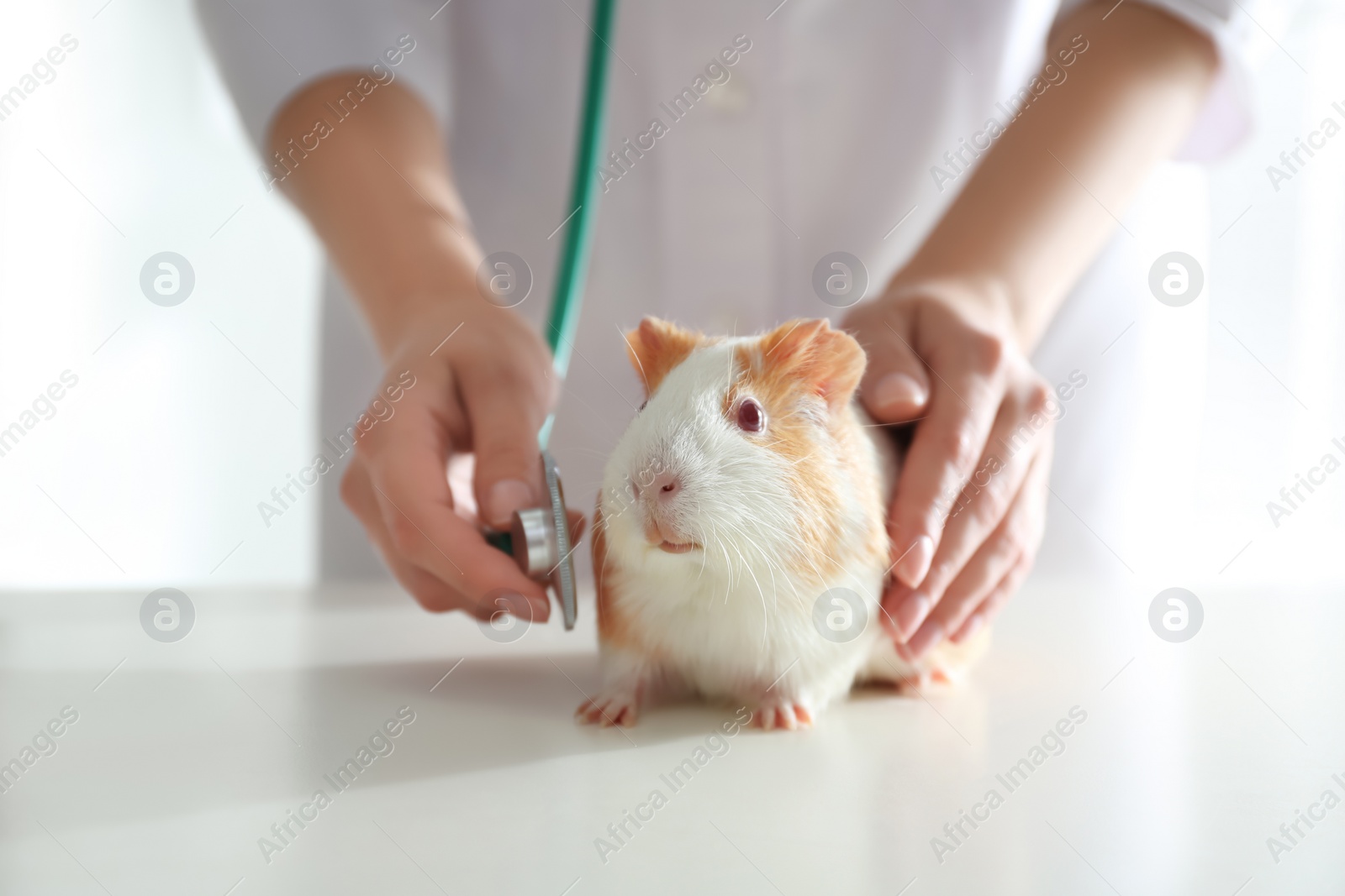 Photo of Female veterinarian examining guinea pig in clinic, closeup