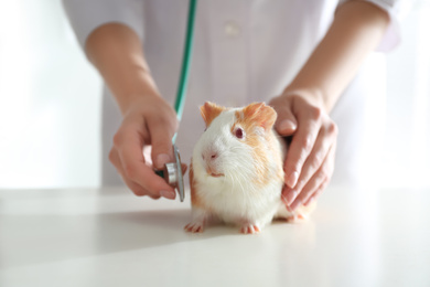 Female veterinarian examining guinea pig in clinic, closeup