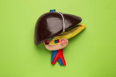 Photo of Model of liver on light green background, top view