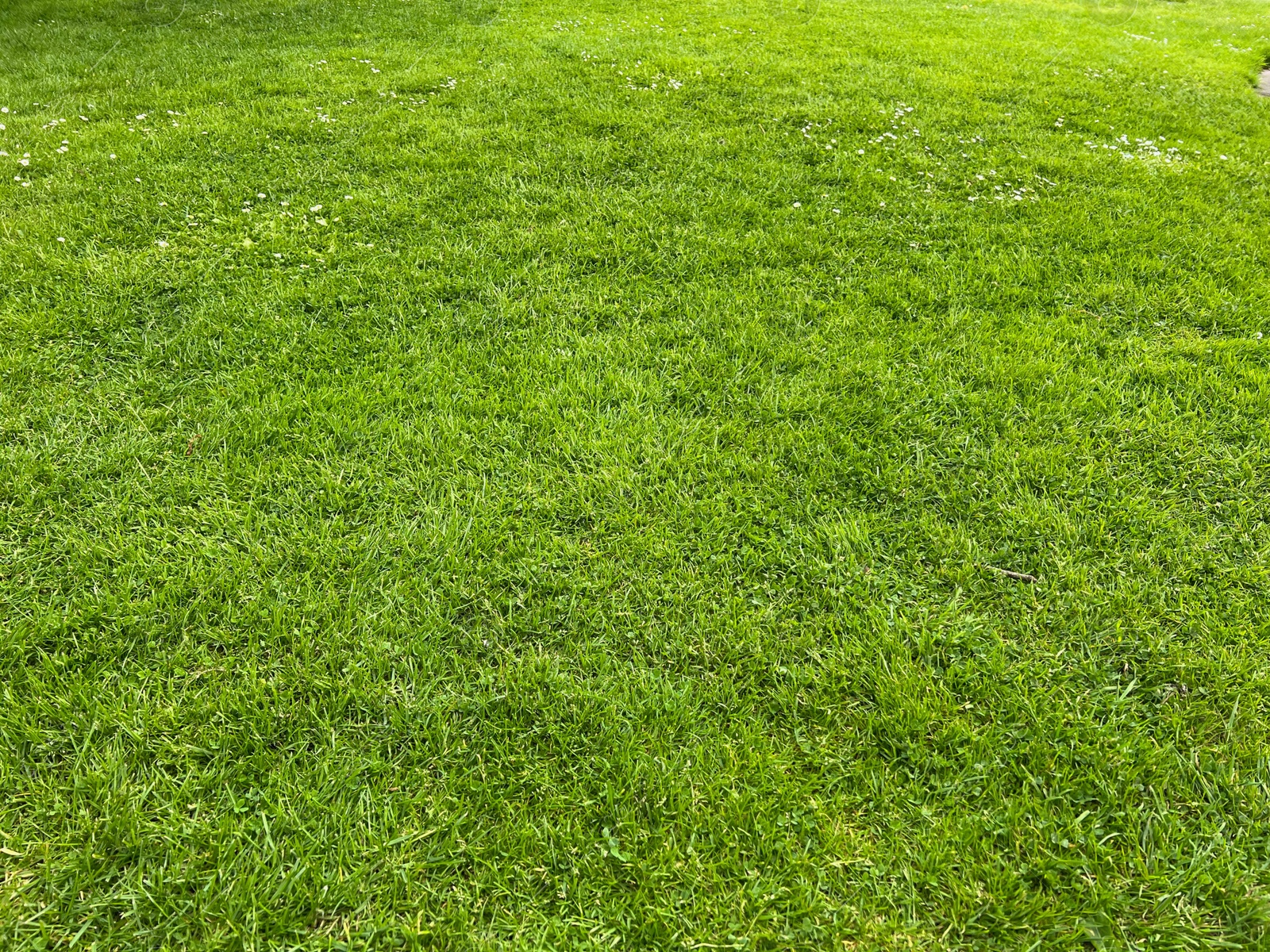 Photo of Beautiful lawn with green grass outdoors on sunny day