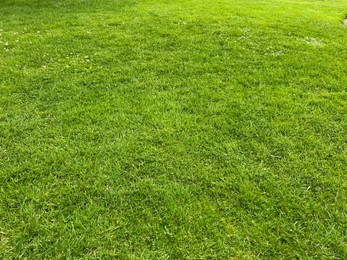 Beautiful lawn with green grass outdoors on sunny day