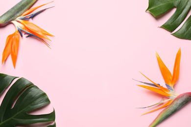 Photo of Flat lay composition with Bird of Paradise tropical flowers on pink background, space for text
