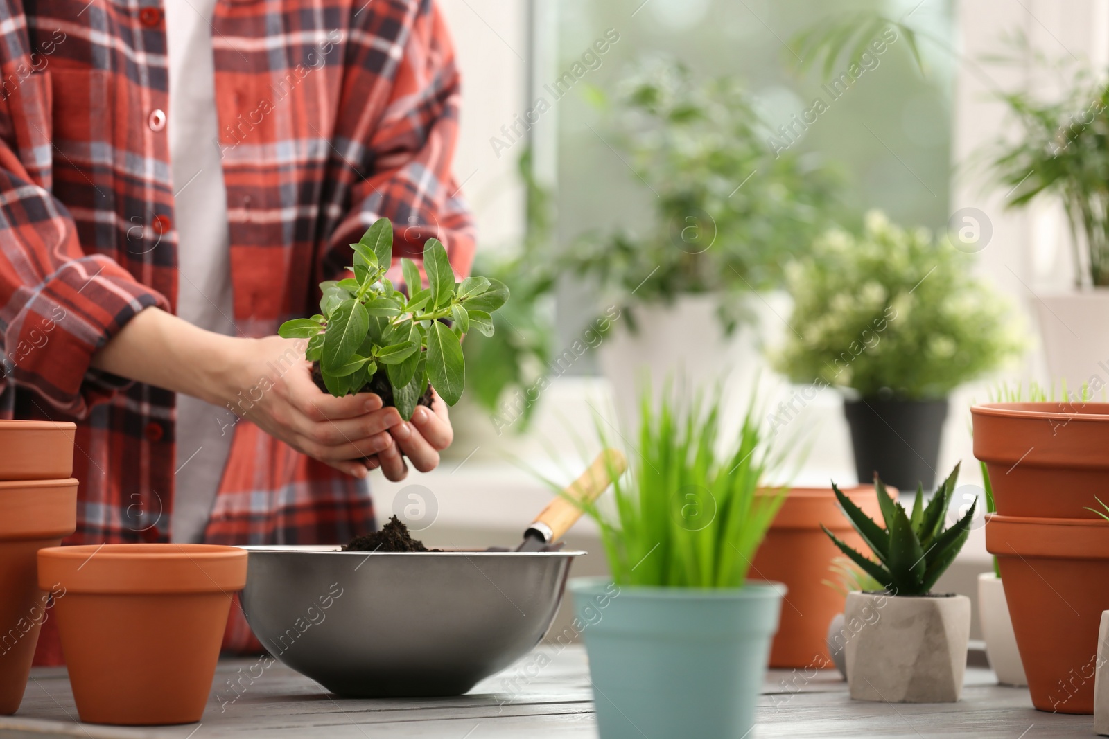 Photo of Transplanting. Woman with houseplant, trowel and empty flower pots at gray wooden table indoors, closeup