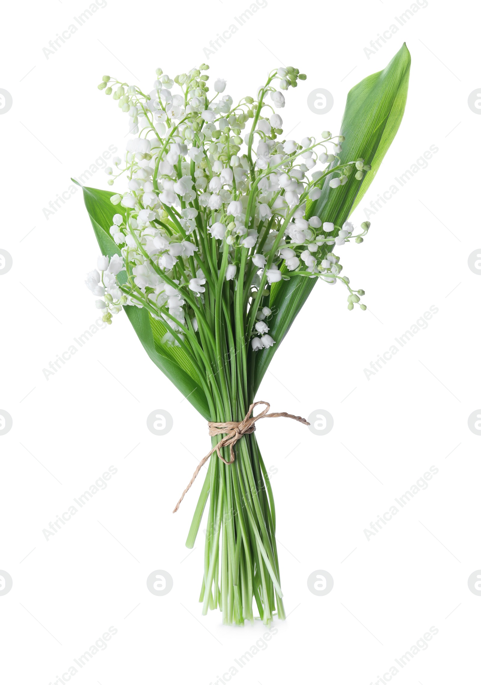 Photo of Beautiful lily of the valley flowers isolated on white