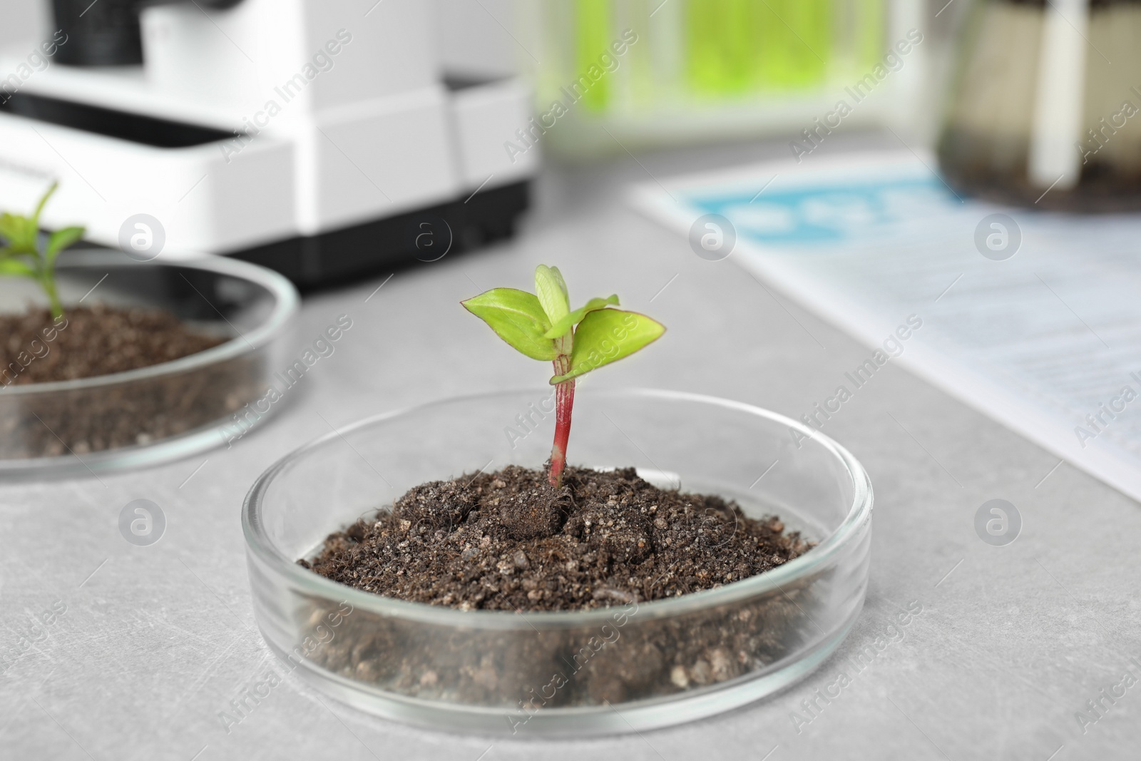 Photo of Petri dish with soil and sprouted plant on grey table. Biological chemistry