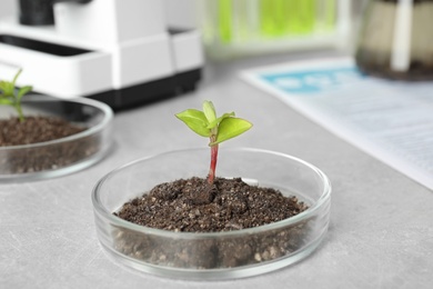 Petri dish with soil and sprouted plant on grey table. Biological chemistry