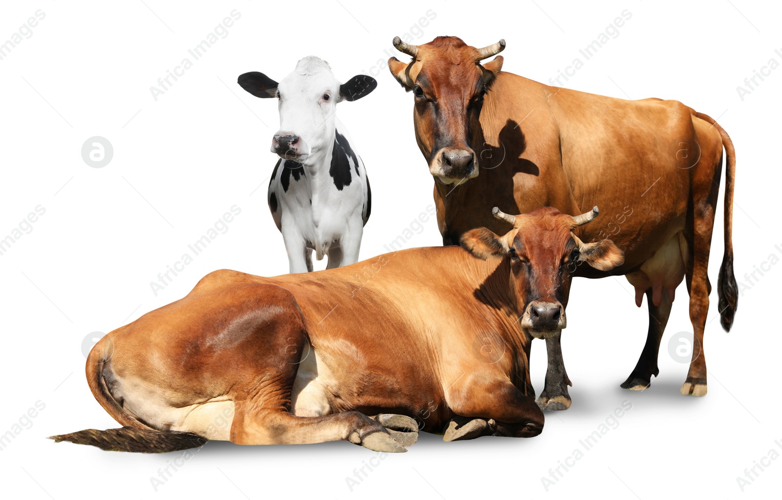 Image of Cute cows on white background. Animal husbandry