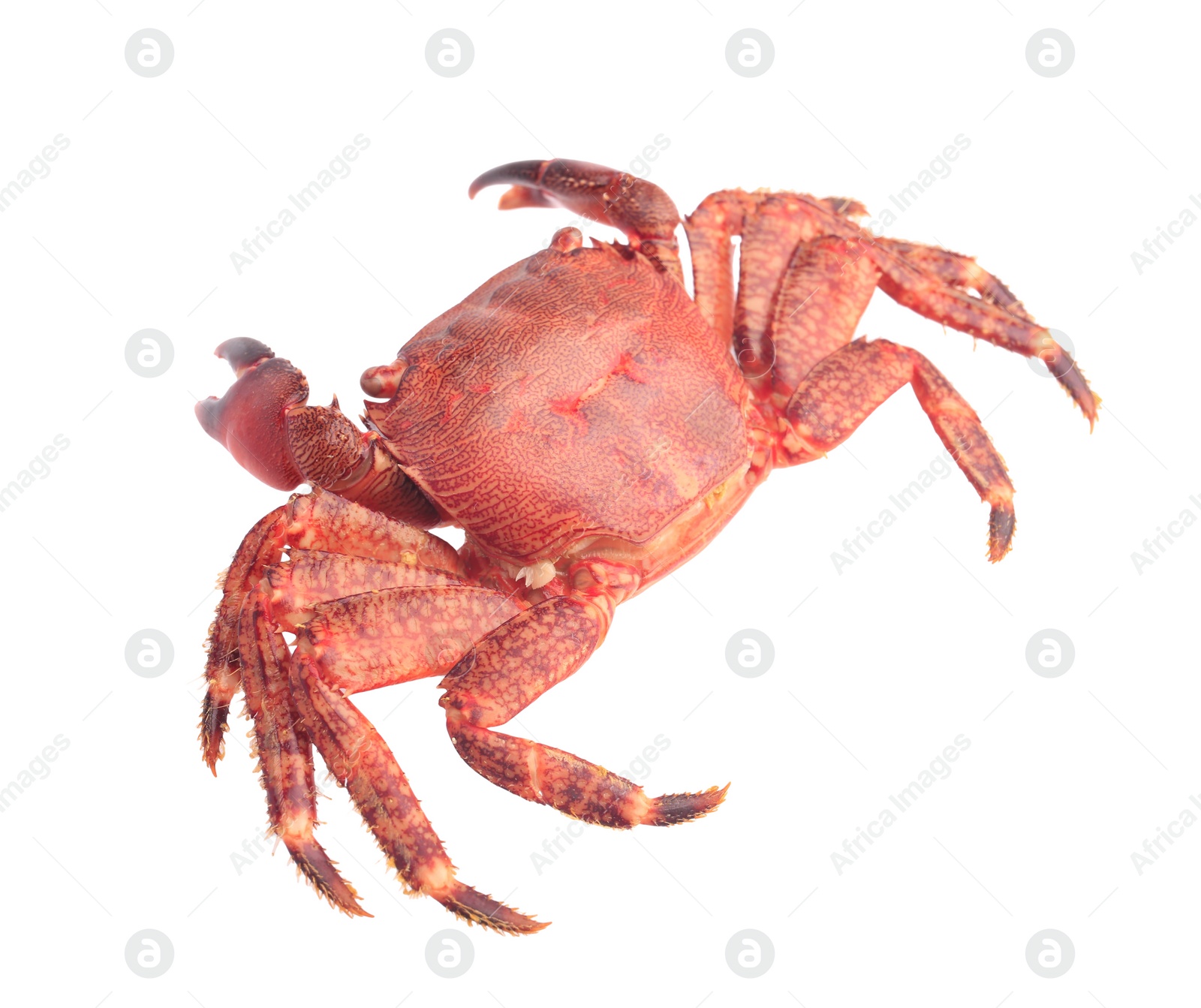 Photo of One delicious boiled crab isolated on white