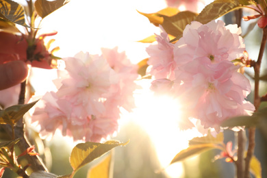 Photo of Blossoming pink sakura tree outdoors on spring day, closeup