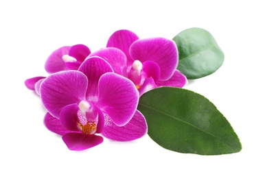 Photo of Beautiful pink orchid flowers with green leaves on white background