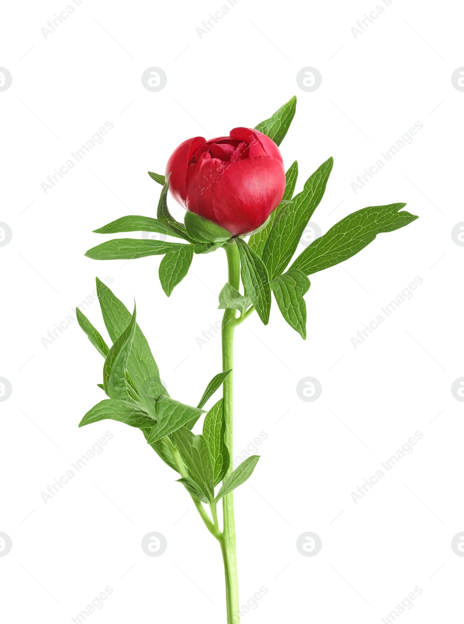 Photo of Beautiful blooming peony flower on white background