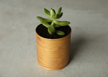 Beautiful echeveria plant in tin can on light grey stone table, closeup