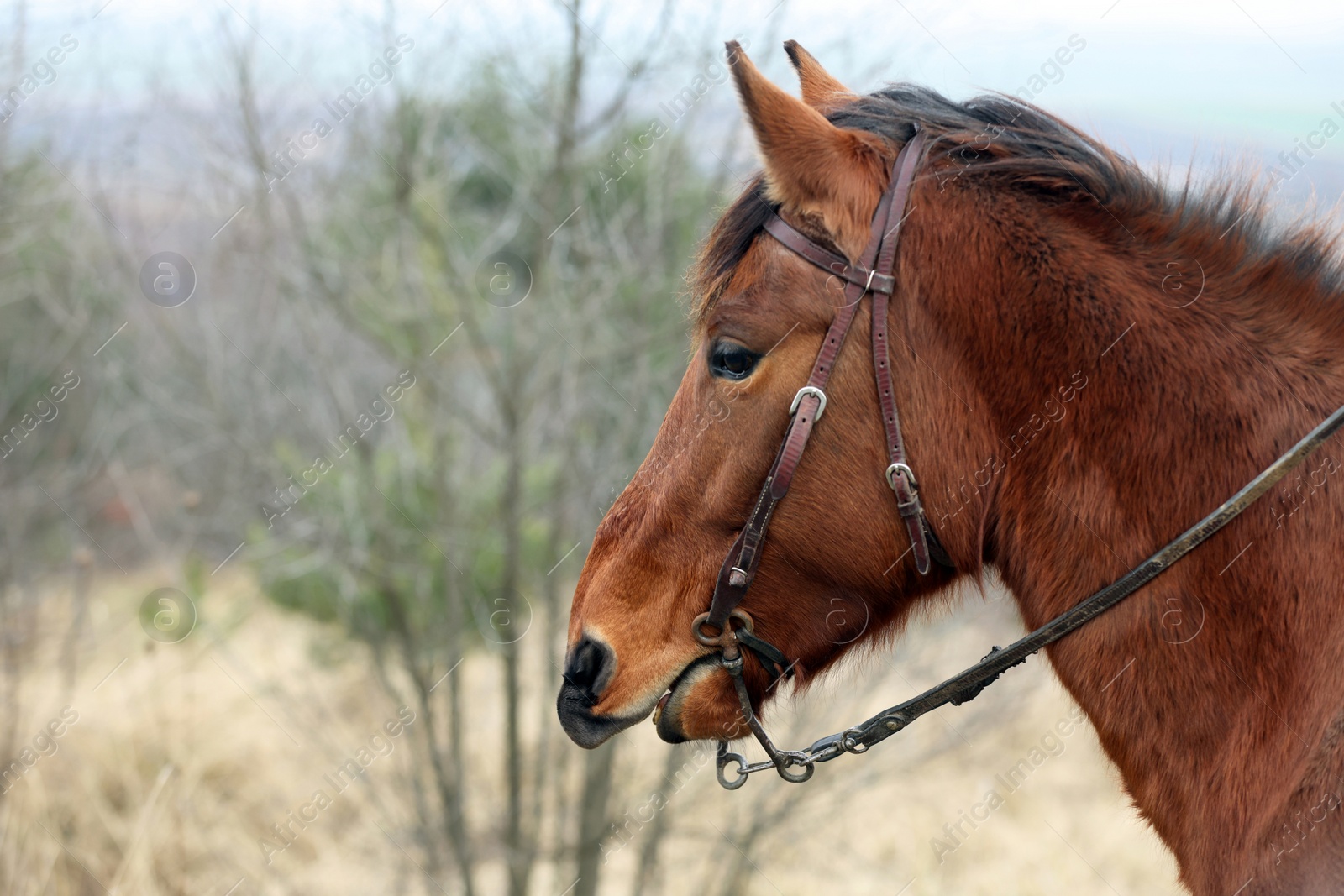 Photo of Adorable chestnut horse outdoors, space for text. Lovely domesticated pet