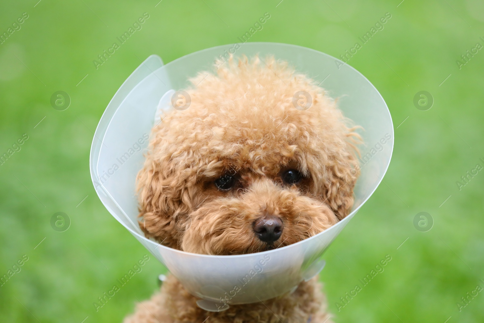 Photo of Cute Maltipoo dog wearing Elizabethan collar outdoors, closeup