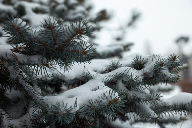 Photo of Branches of spruce covered with snow outdoors, closeup