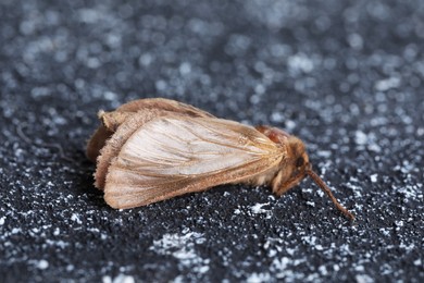Photo of Brown common clothing moth on black textured background, closeup