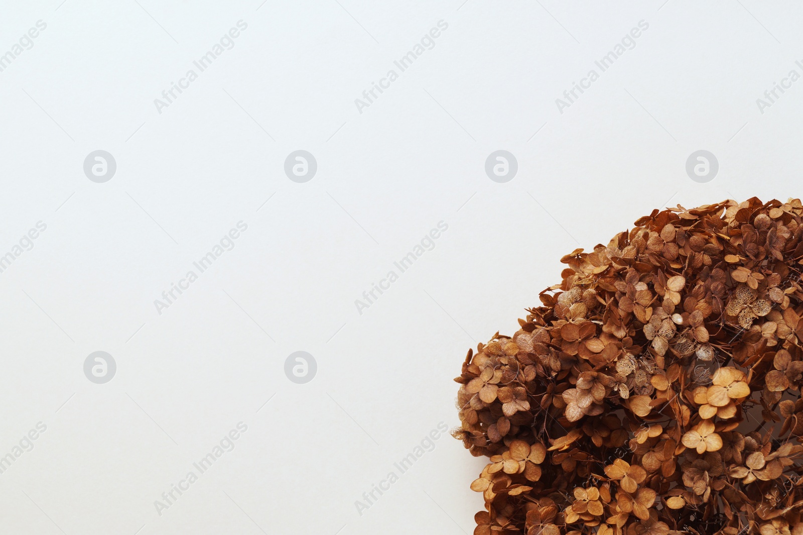 Photo of Beautiful dried hortensia flowers on beige background, top view. Space for text