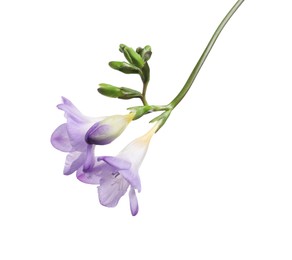 Photo of Beautiful violet freesia flower isolated on white