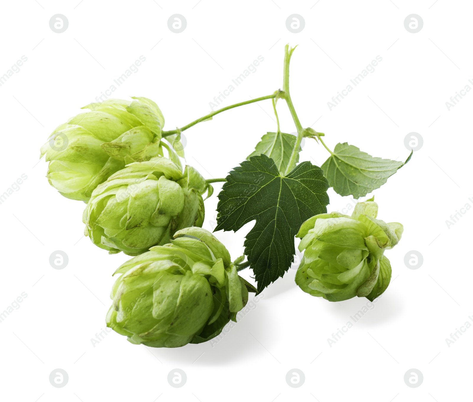 Photo of Fresh hop flowers with leaves on white background