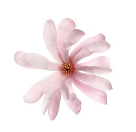 Photo of Magnolia tree branch with beautiful flower isolated on white