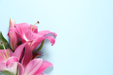 Beautiful pink lily flowers on light blue background, top view. Space for text