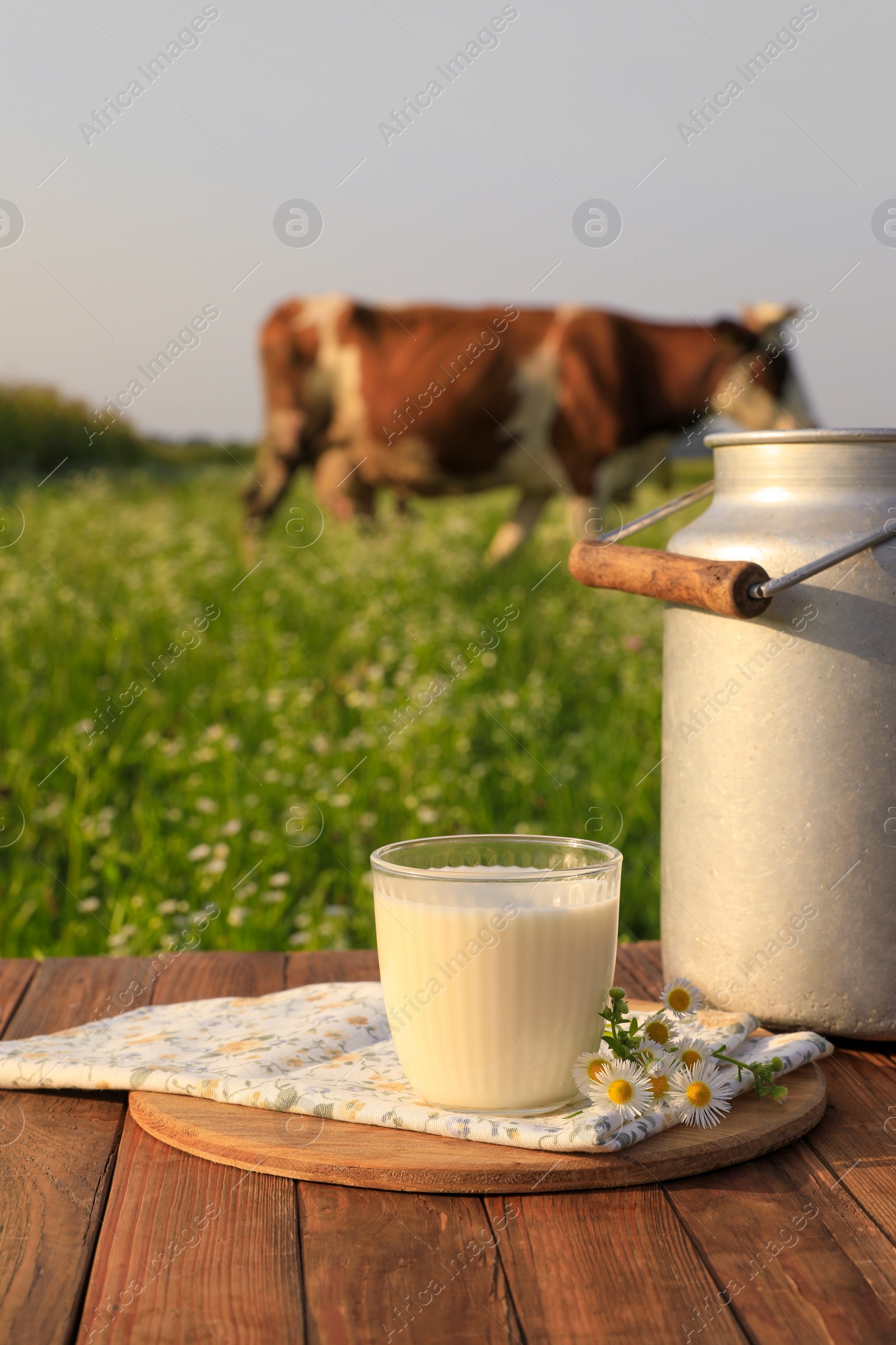 Photo of Milk with camomiles on wooden table and cow grazing in meadow