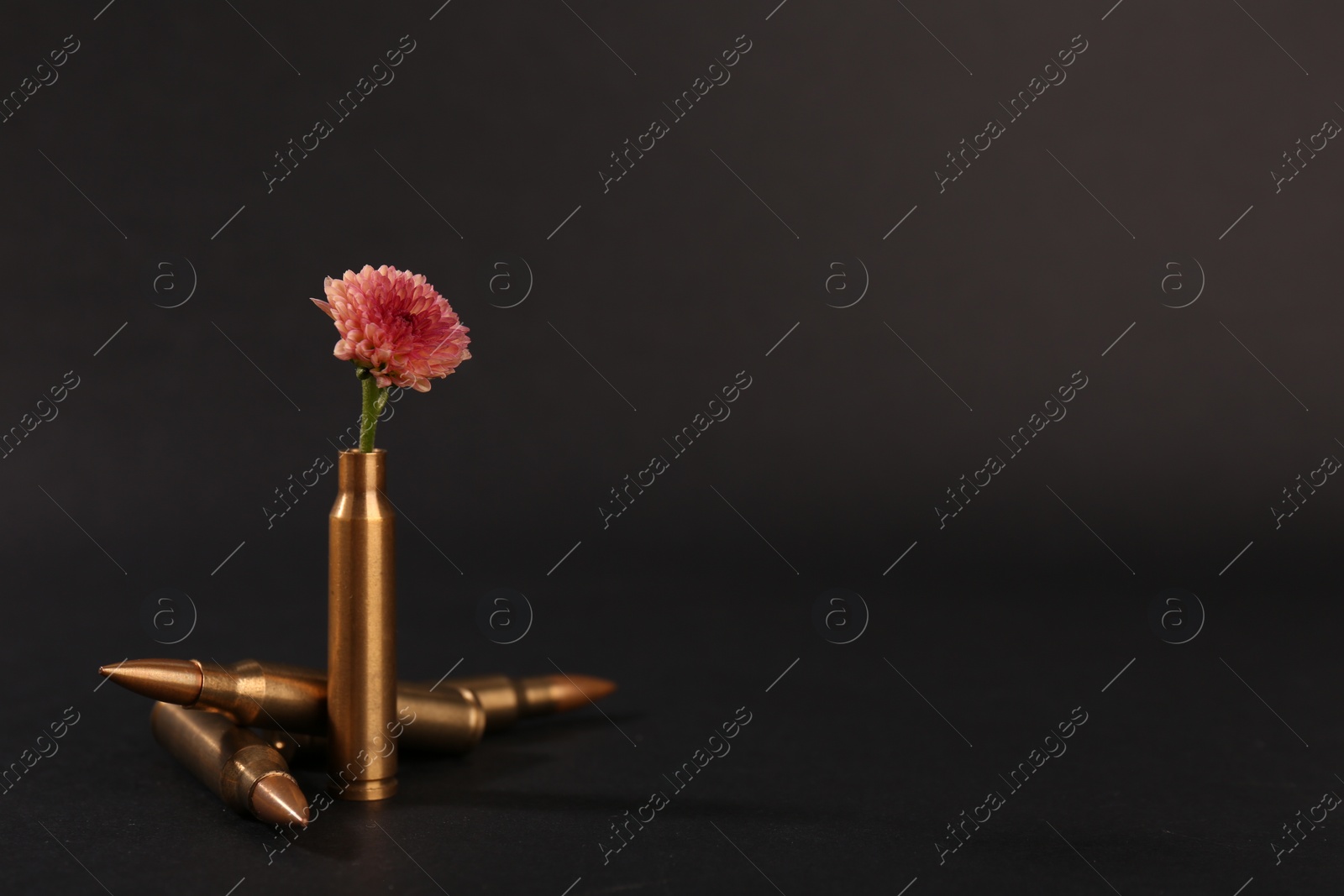 Photo of Bullets and cartridge case with beautiful flower on black background. Space for text