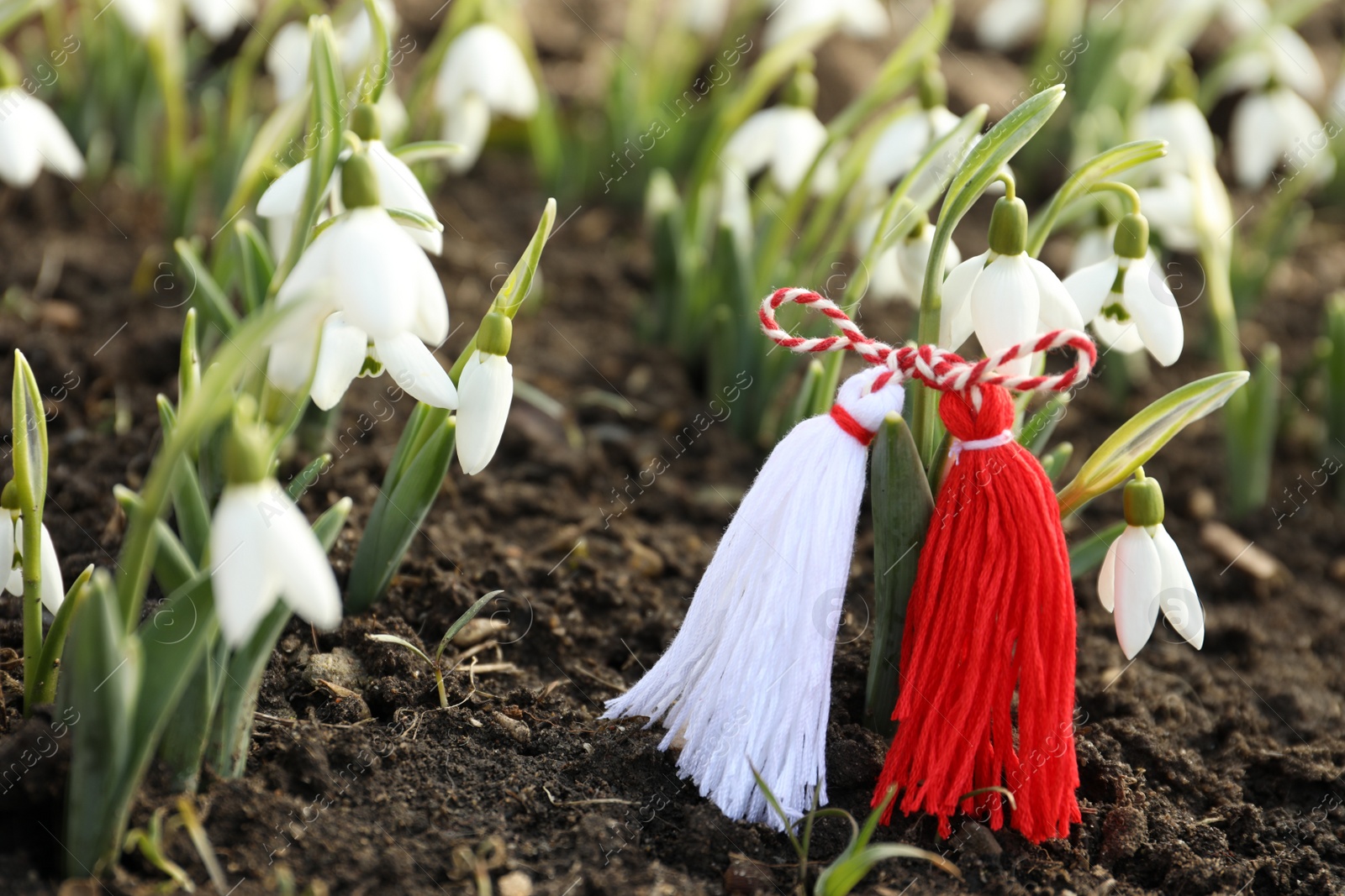 Photo of Traditional martisor among beautiful snowdrops outdoors. Beginning of spring celebration