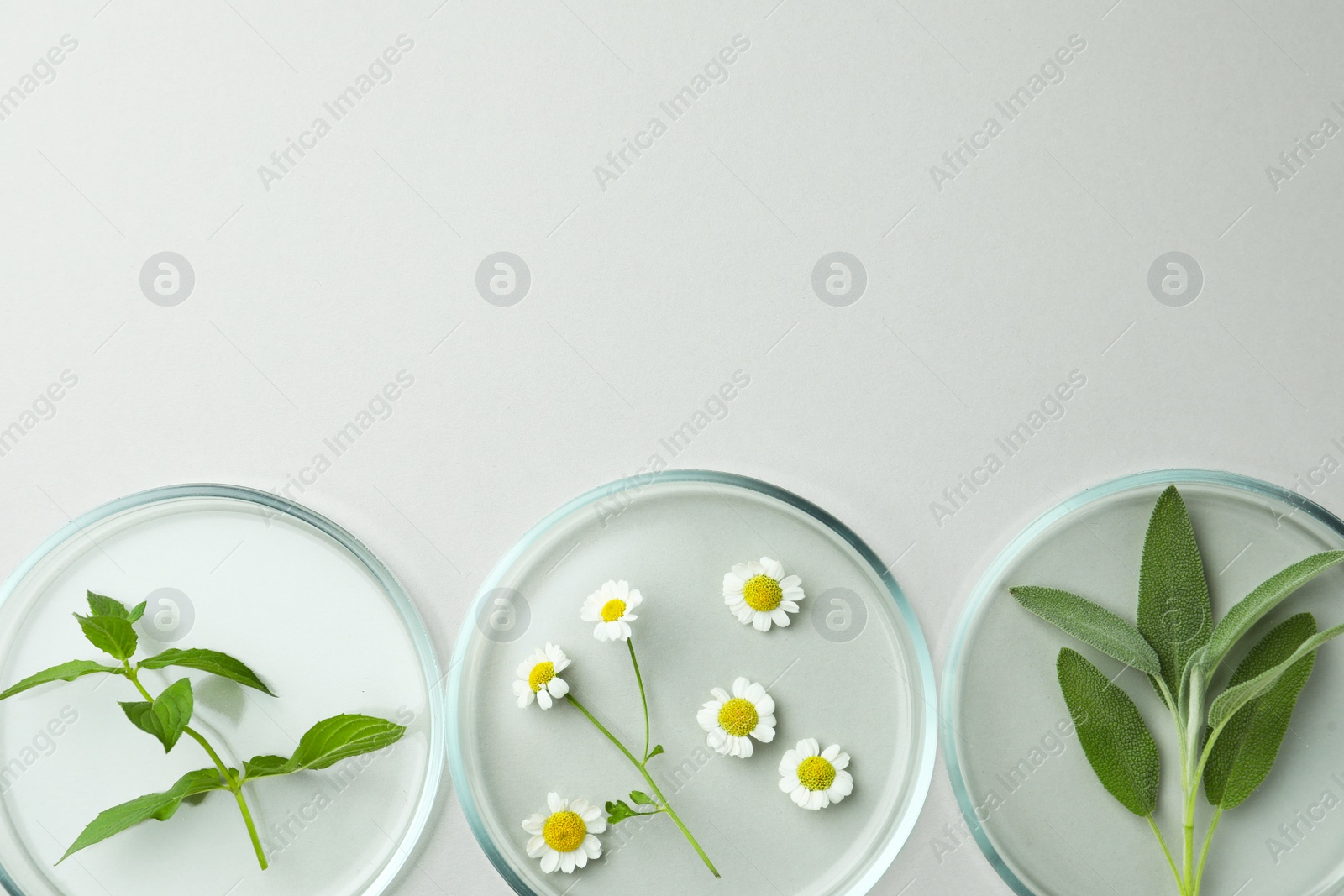 Photo of Flat lay composition with Petri dishes and plants on light grey background. Space for text