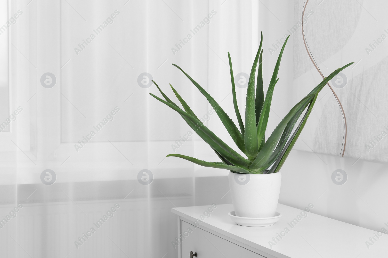 Photo of Green aloe vera in pot on chest of drawers indoors, space for text