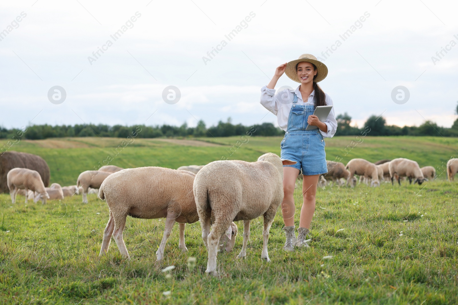 Photo of Smiling woman with tablet and sheep on pasture at farm